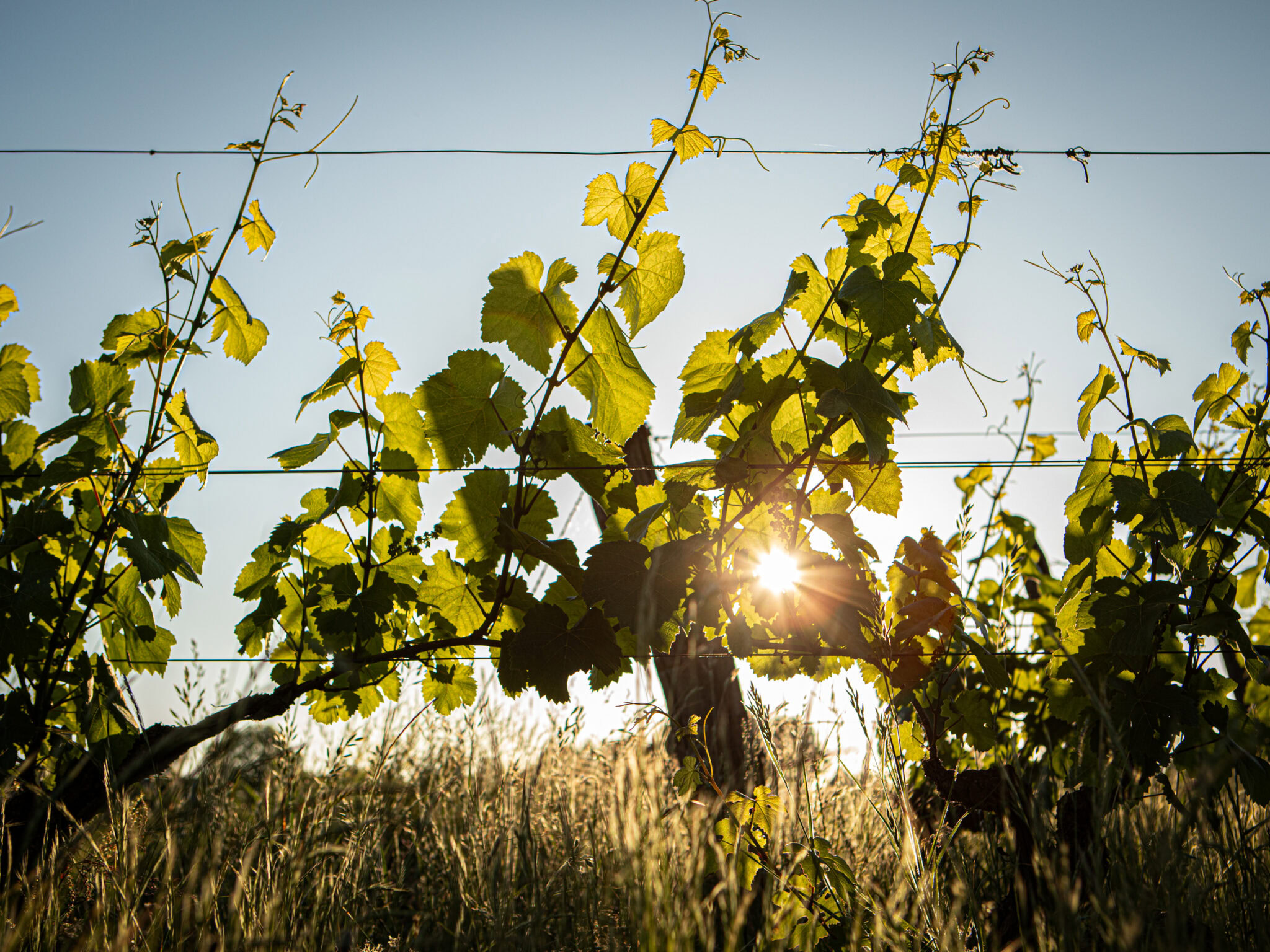 les vignes de Touraine - maison rousseau Aurélia Cordiez